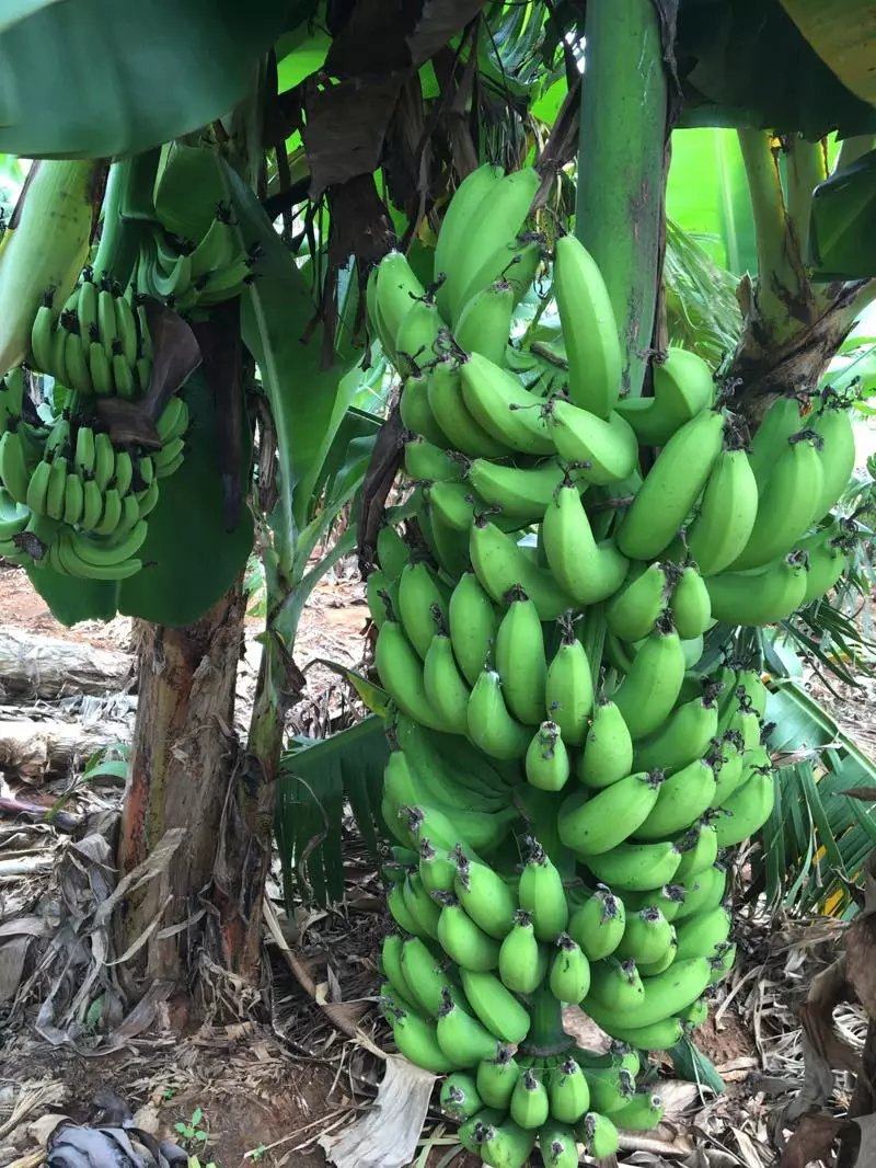 买5斤送5斤 新鲜高山甜大香蕉带箱10斤包邮 当季新鲜水果芭蕉大蕉