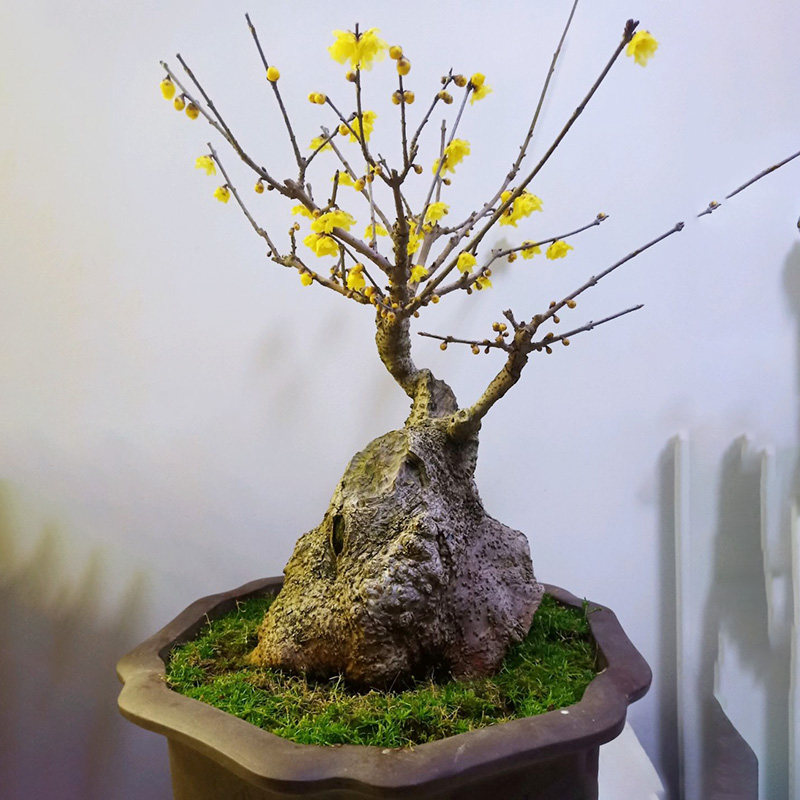 腊梅素心老树树桩盆栽梅花盆景蜡梅植物室内时令草本花卉