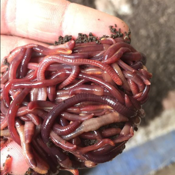 包邮散装鲜活红蚯蚓活体1斤装鱼饵垂钓饲料蚯蚓鱼饵