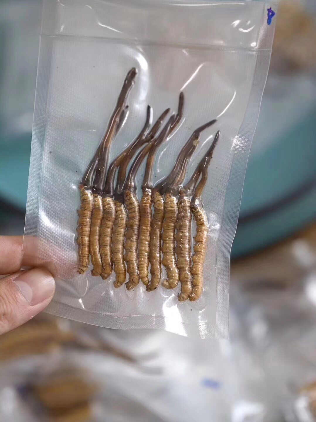 云南香格里拉新鲜冬虫夏草 玛丽玛萨野生虫草正品10根装0.5克一根