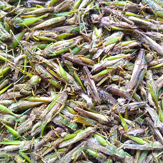 2019新鲜小蚂蚱稻蝗虫油蚂蚱活体速冻钓鱼宠物油炸炒甩卖包邮生鲜