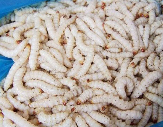 竹虫的成虫图片,竹虫成虫图片(第6页)_大山谷图库