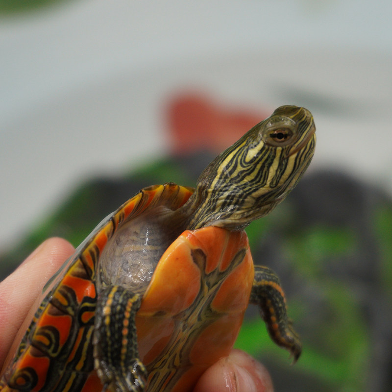 外塘西锦龟活深水宠物小乌龟活体观赏龟红东锦龟