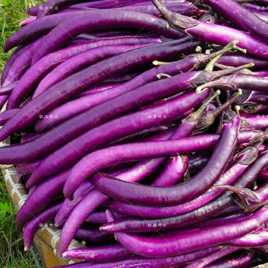 杭茄一号长茄种子早熟春秋四季露天栽培皮色紫红茄子一号高产抗病