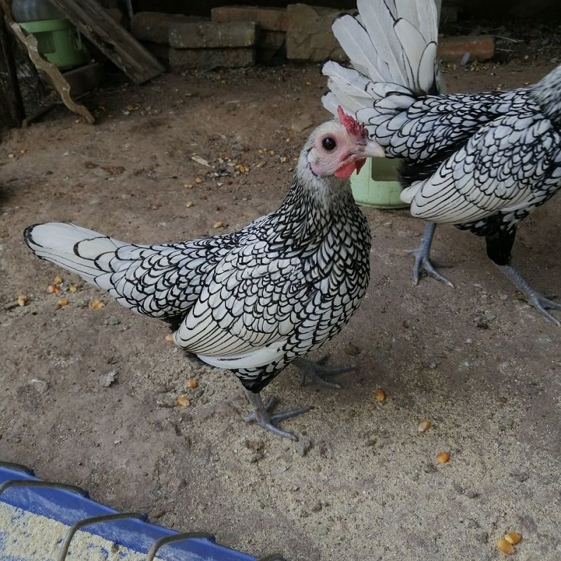 种蛋布莱德观赏进口波兰宠物鸡蛋鸡苗孵化受精鸡蛋