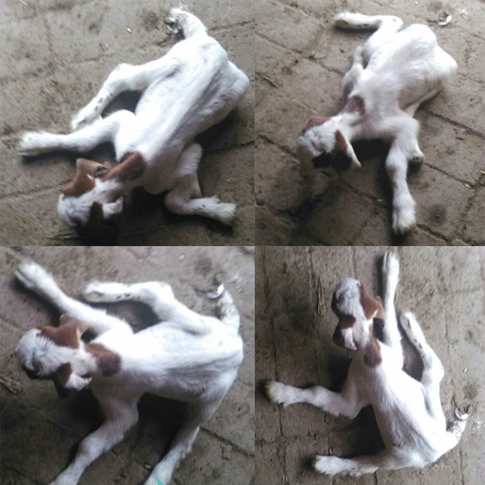 兽用羔羊瘫痪救命片小羊软瘫灵羊羔软骨白肌病羊站不起不吃奶瘫软