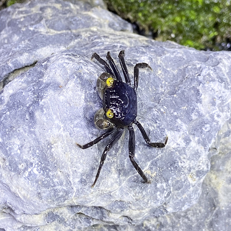 恶魔蟹苏拉威西相手海南勾手迷你观赏活体小型蟹