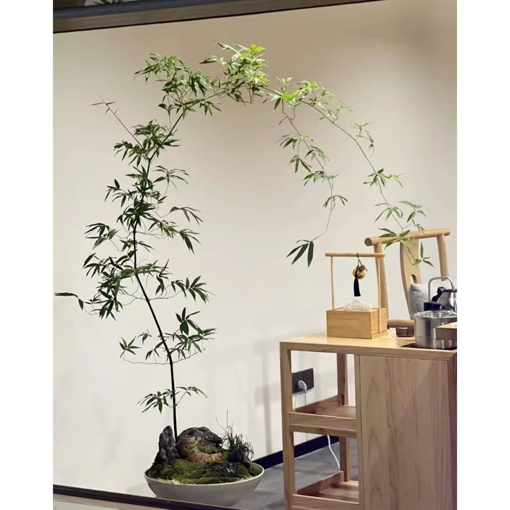 小叶簕簕茶室客厅玄关禅意竹子盆景桌面庭院绿植