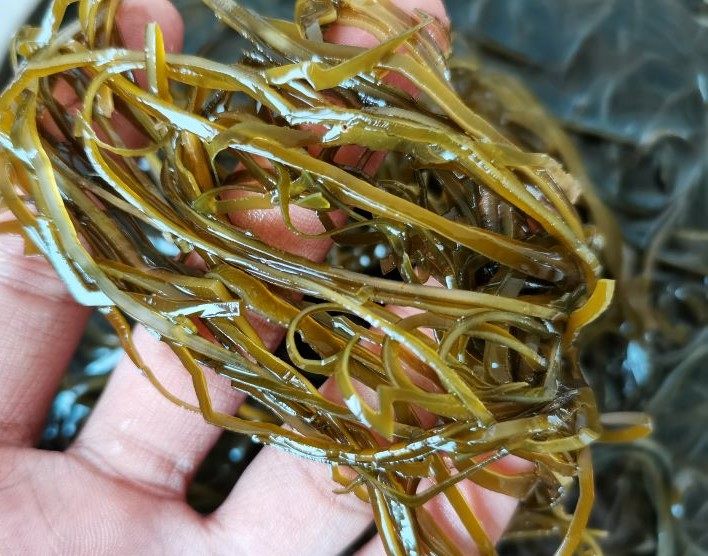 荣成横切特细海带干货高泡发商用五斤大包包装海带