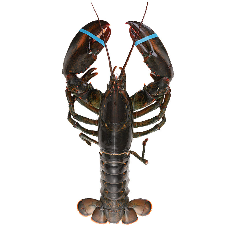 波士顿大龙虾海鲜水产鲜活特大波龙澳洲特大10超大海虾波斯龙3斤