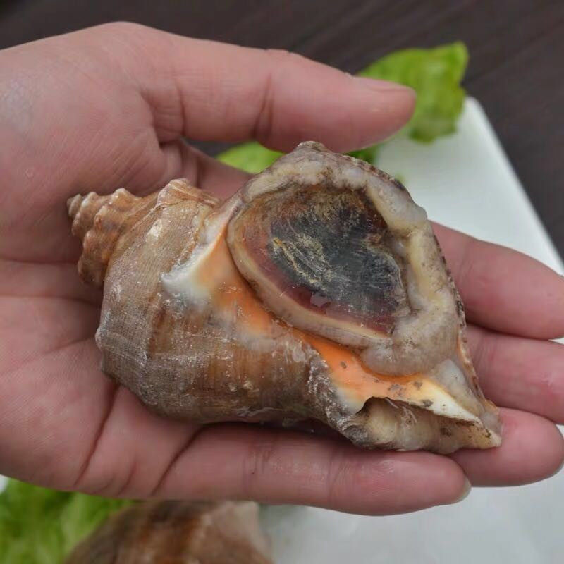 当潮海捕大海螺新鲜翡翠鲜活苦螺海鲜水产贝类海螺