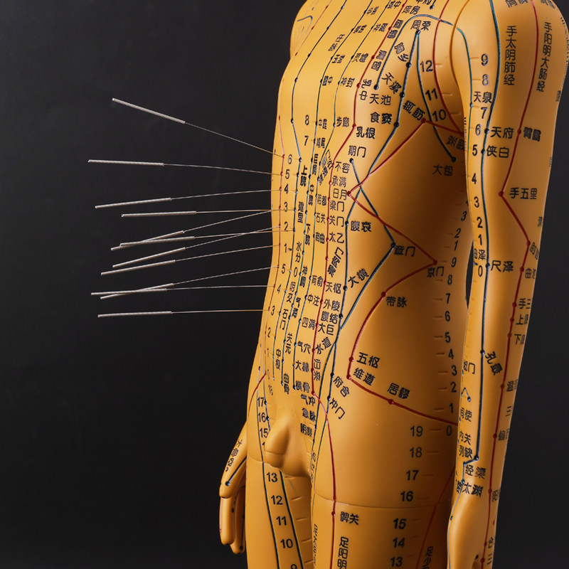 模型血位医学经脉女人人体穴位人女全身定位其他模型玩具