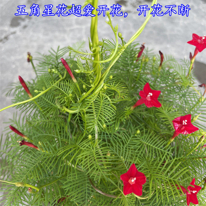 茑萝盆栽包邮大羽叶庭院阳台爬藤植物五角星花苗花卉