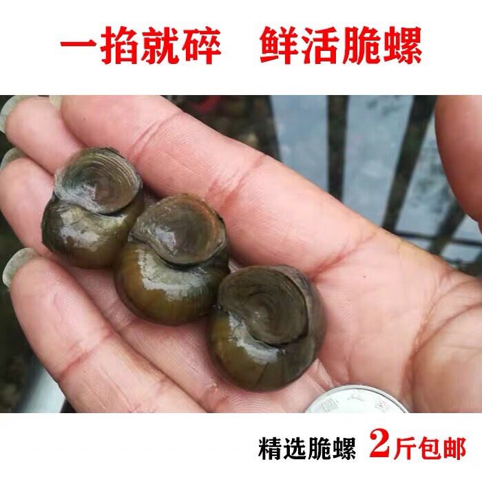 脆螺鲜活青鱼螺蛳鲩乌鱼饵专用钓鱼钓神饵脆泥螺