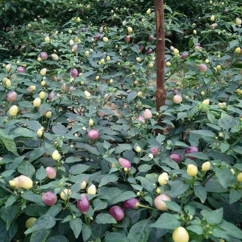 七彩辣椒广西椒苗泡椒五彩盆栽四季种植食用其它