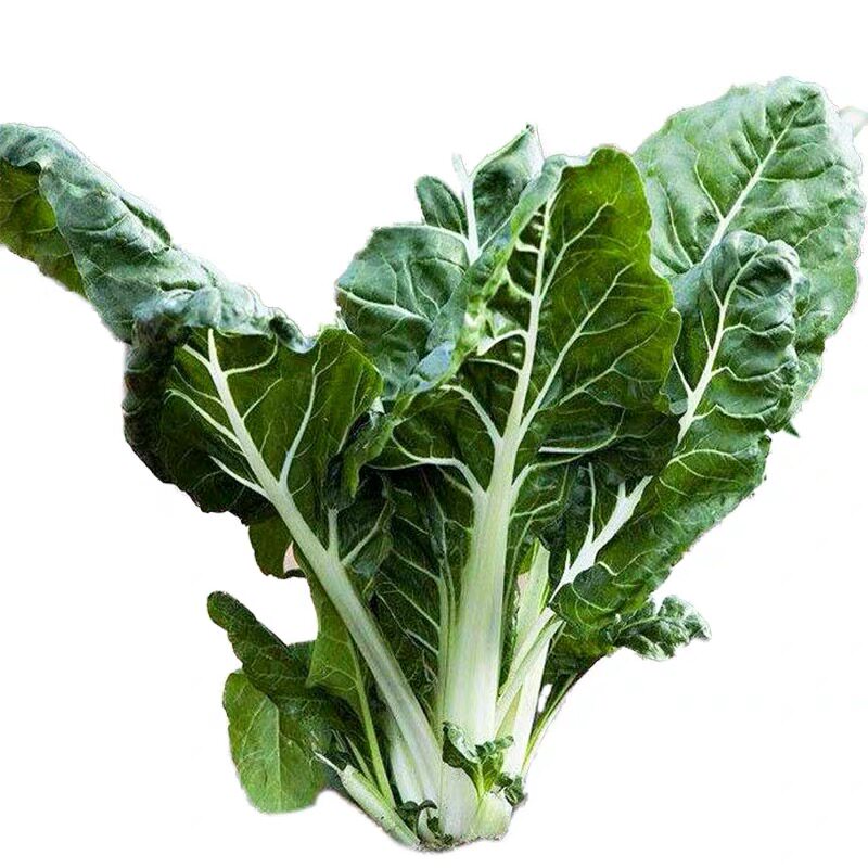 种子菜种厚皮牛皮根达大叶蔬菜春秋秋冬四季叶菜类
