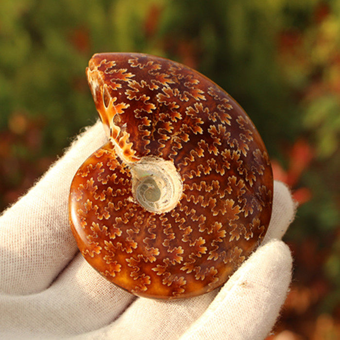 马达加斯加羊角螺玉化螺嘴螺化石原石摆件把玩件 螺化石手把件