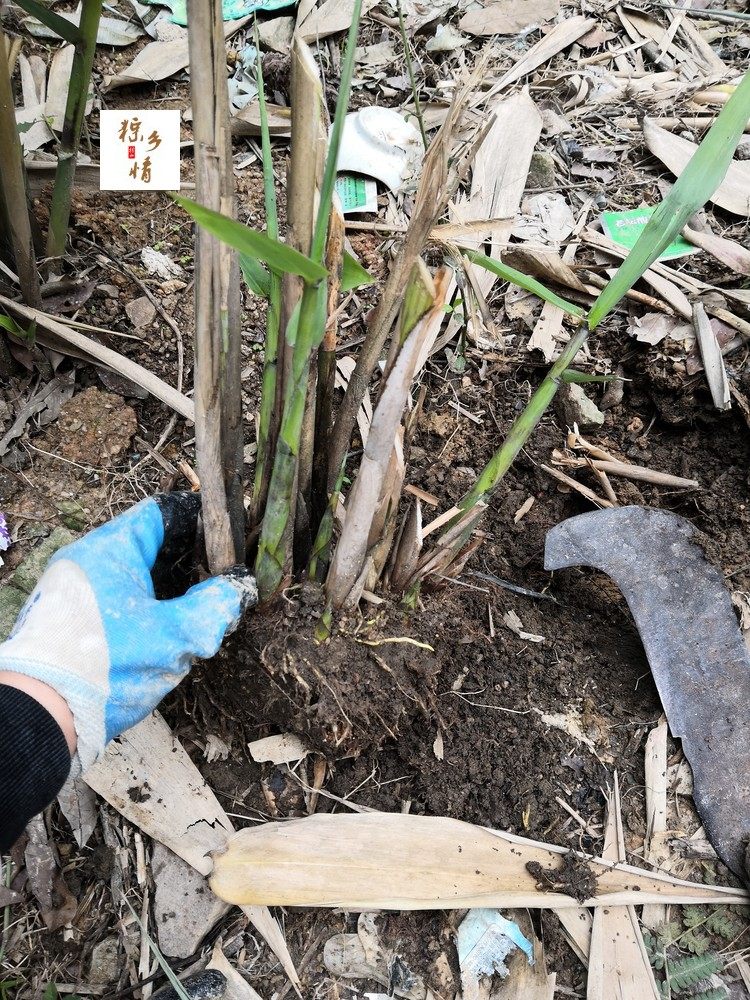 粽叶苗 四角粽 箬叶芦苇叶芒叶苗广西大粽子叶苗 枕粽塔锥 三角粽