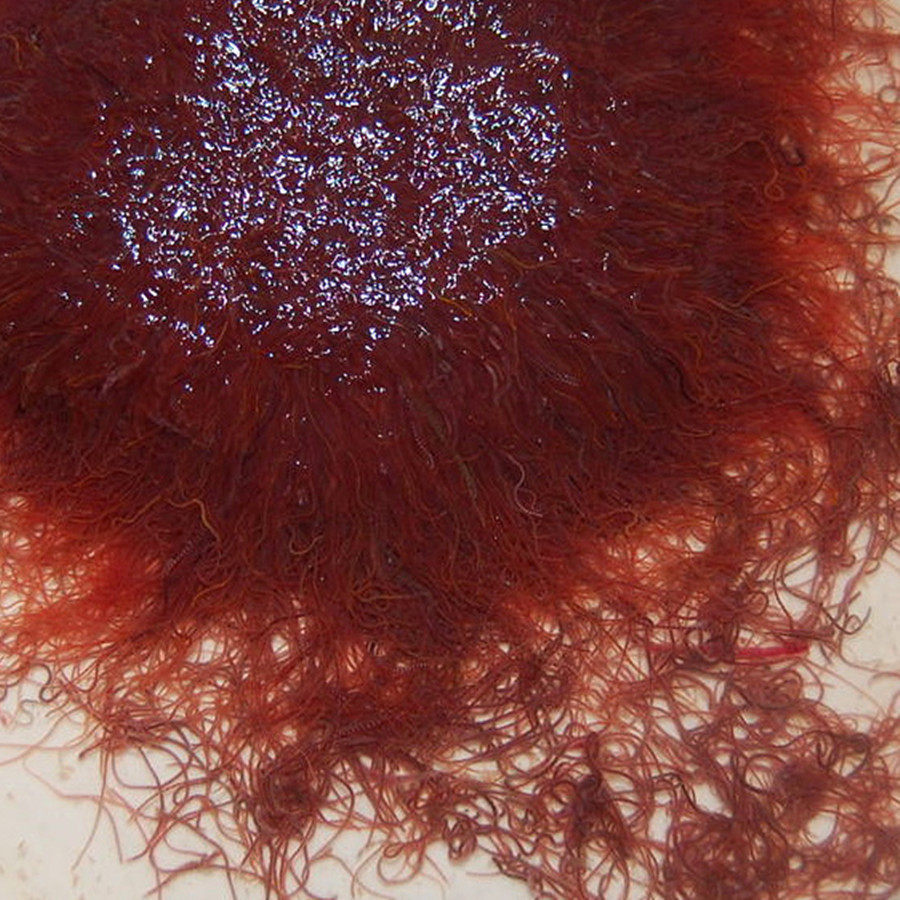 线虫红线蚯蚓活鱼活体丝虫大小观赏鱼高蛋白发观赏鱼饲料