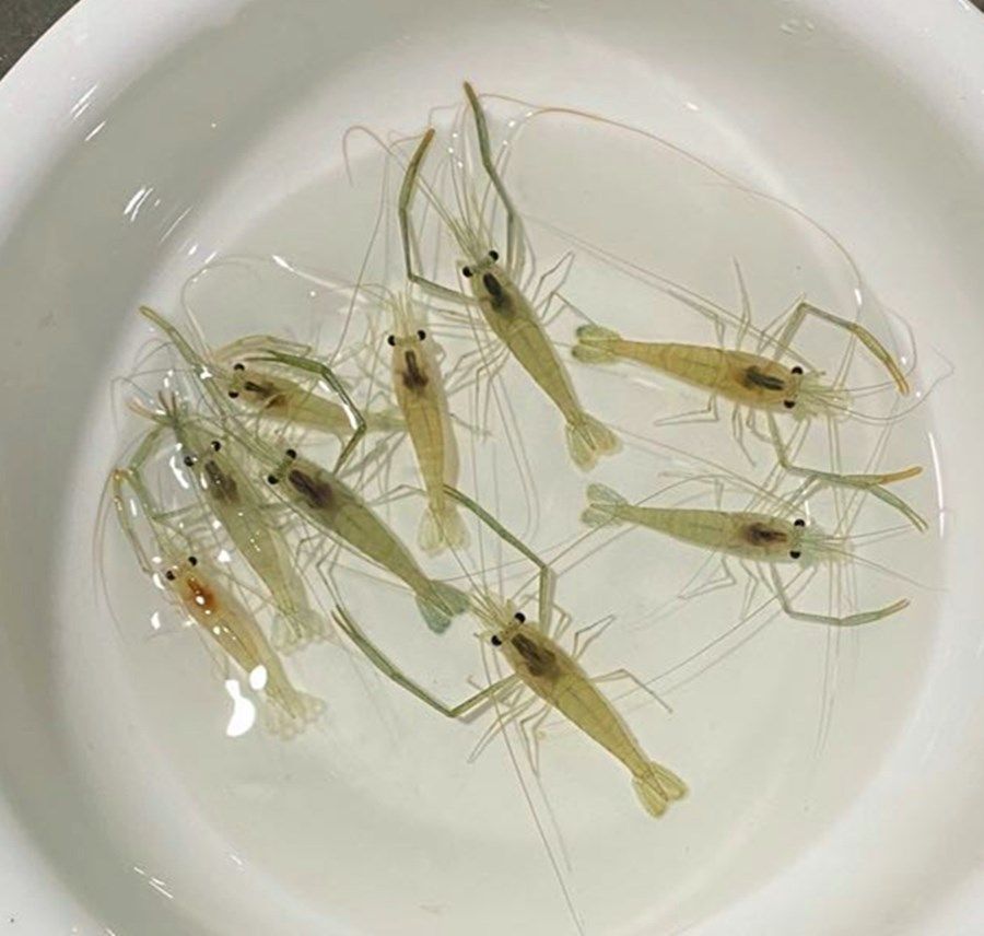 长臂虾河观赏草虾大眼日本沼虾放生龙鱼鹦鹉鱼虾