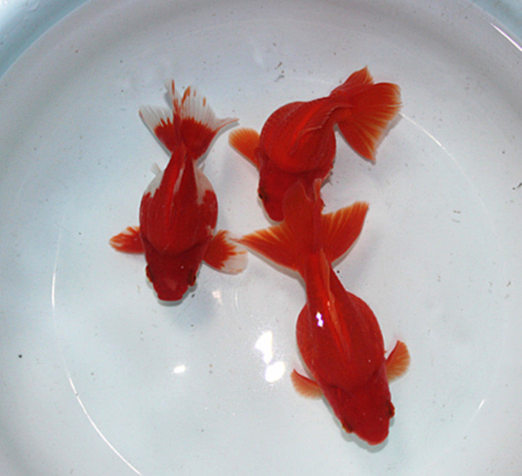 鎏金金鱼活体观赏鱼元宝吉祥招财淡水短尾高背鱼