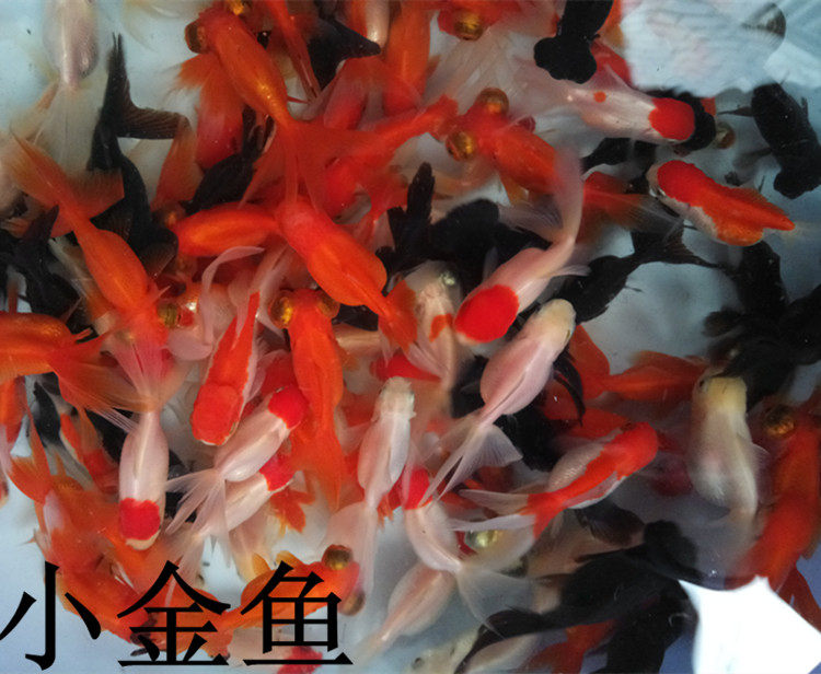 红鲫鱼小金鱼草金红草金红鲤鱼活体淡水鱼锦鲤观赏鱼冷水鱼饲料鱼