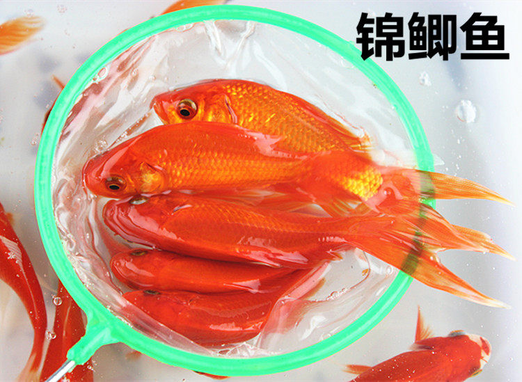 红鲫鱼小金鱼草金红草金红鲤鱼活体淡水鱼锦鲤观赏鱼冷水鱼饲料鱼