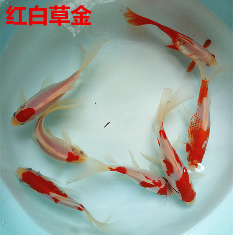 红白金鱼鲫鱼观赏鱼活体冷水鱼淡水鱼包邮包邮包鱼
