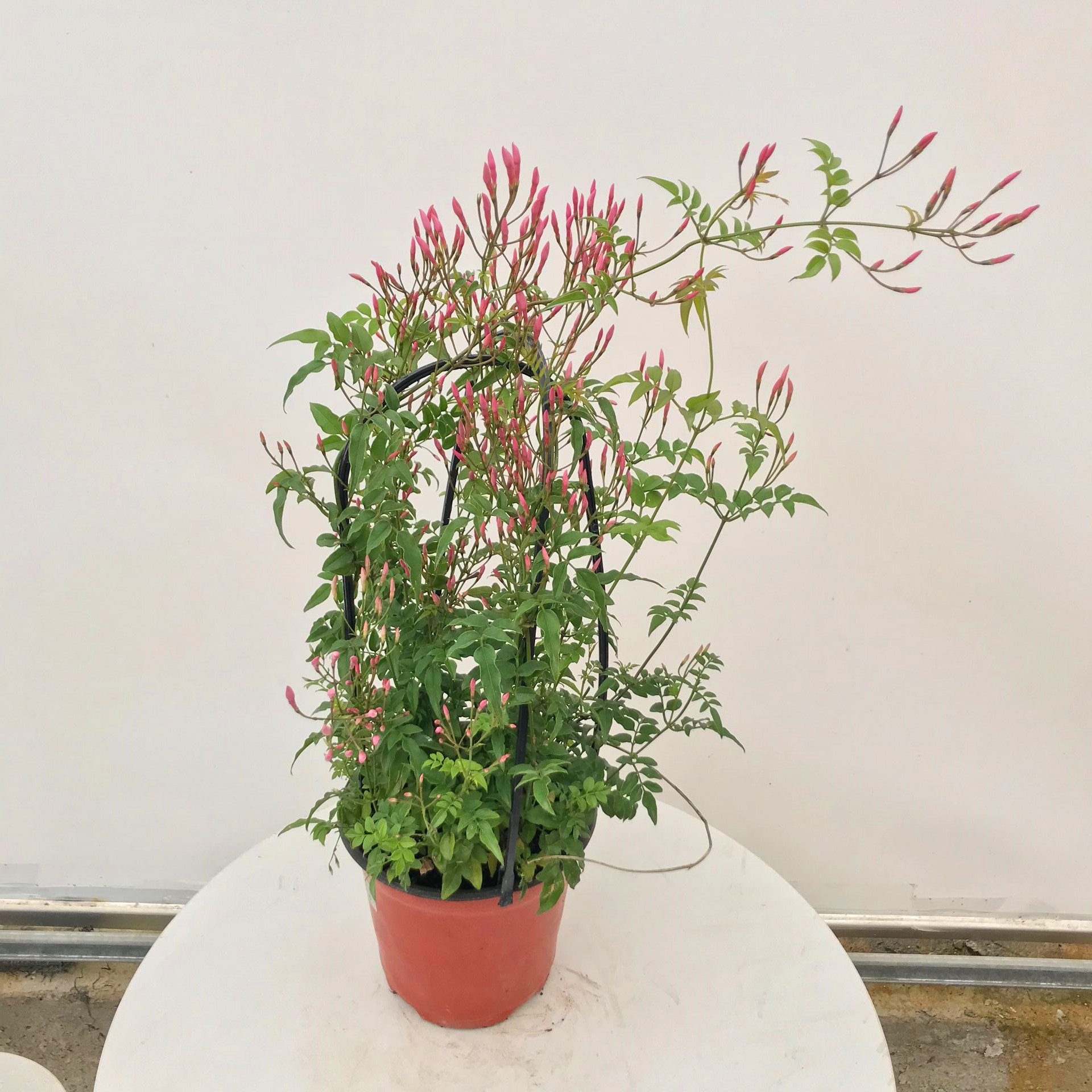 多花素馨花苗爬藤素馨花盆栽多年生阳台庭院花鸡蛋花带花发货包邮