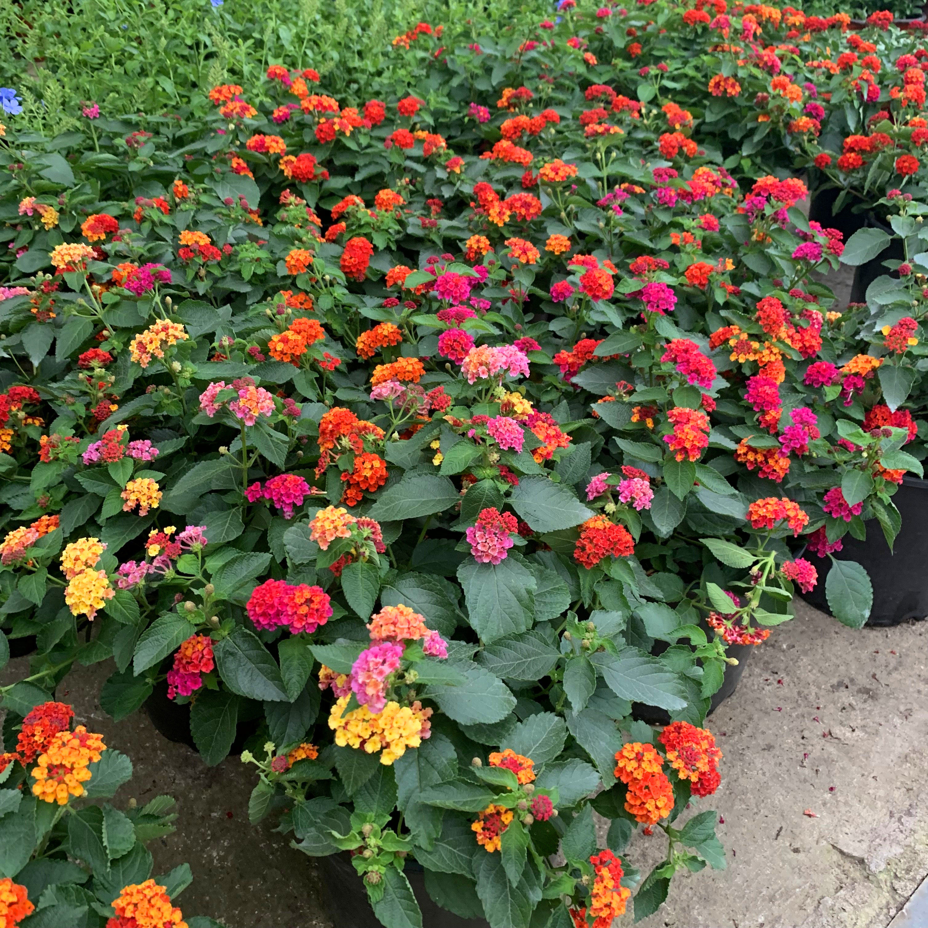 盆栽五色五彩彩花庭院室内阳台花卉带花发货花卉