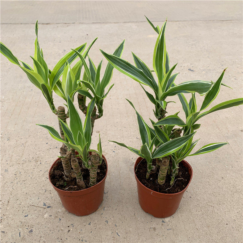 美人巴西盆景园艺复古造型植物叶植物茎观桩观绿植