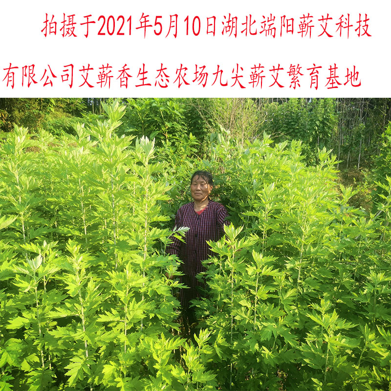 湖北蕲春九尖蕲艾艾草种籽种植艾苗大叶艾叶种子艾灸贡艾根种苗