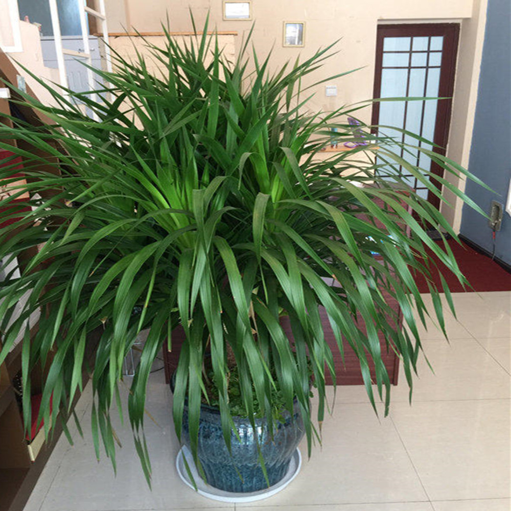 龙须树龙须铁龙须兰龙血室内客厅大型盆栽绿植大型绿植