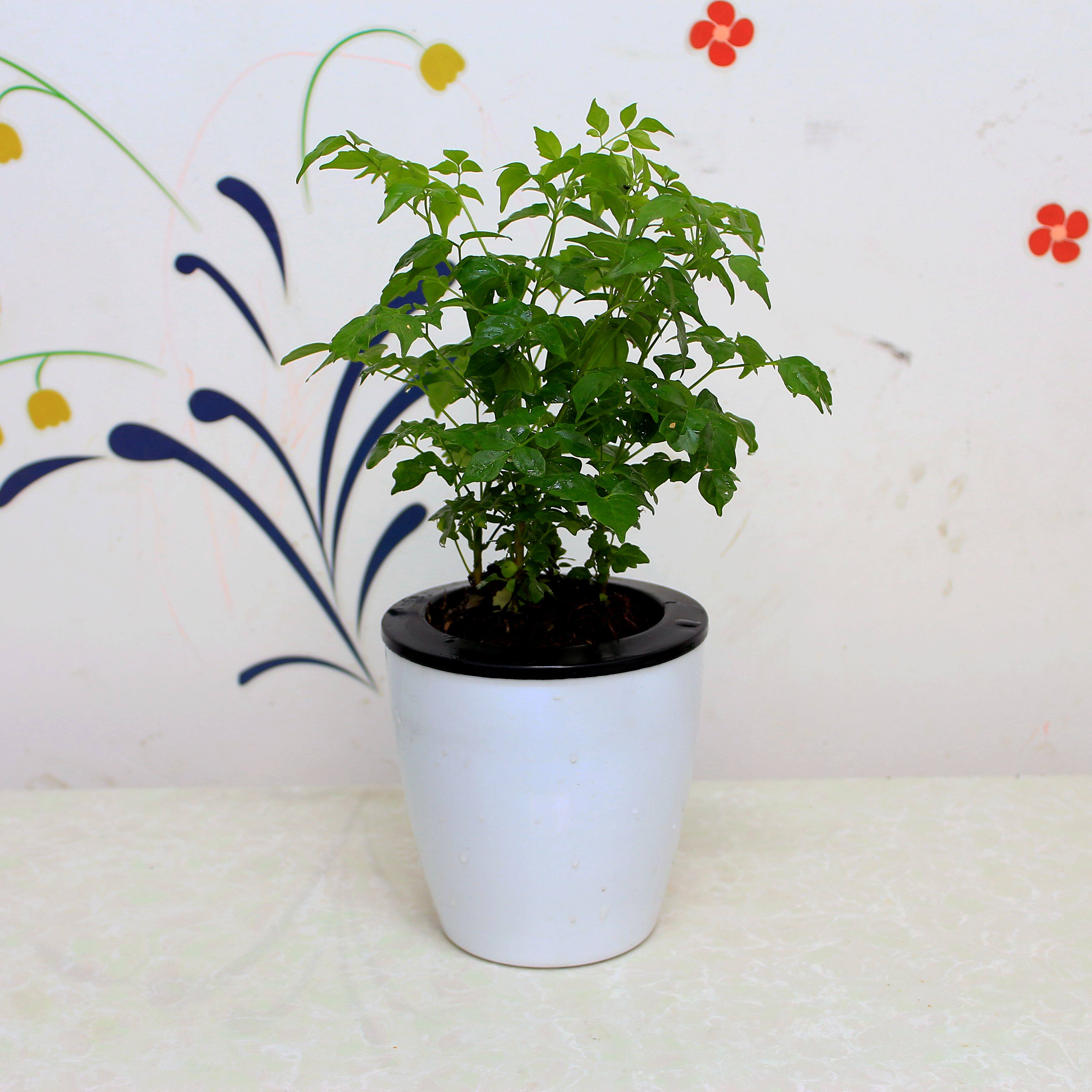 平安树幸福树盆栽大型绿植花卉树苗小盆栽室内客厅办公室植物盆景