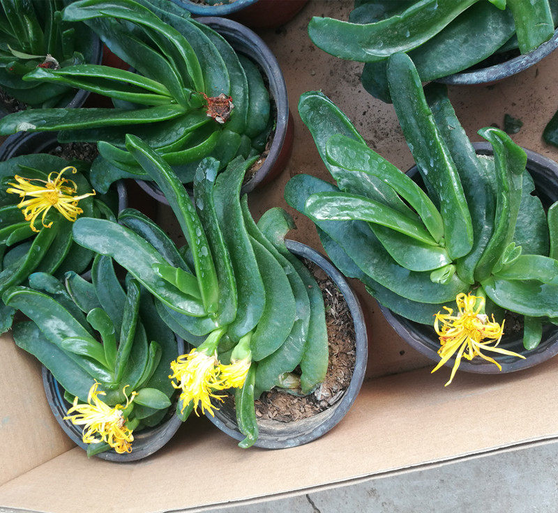 佛手托金多肉植物防辐射仙人手掌净化空气包邮多肉植物