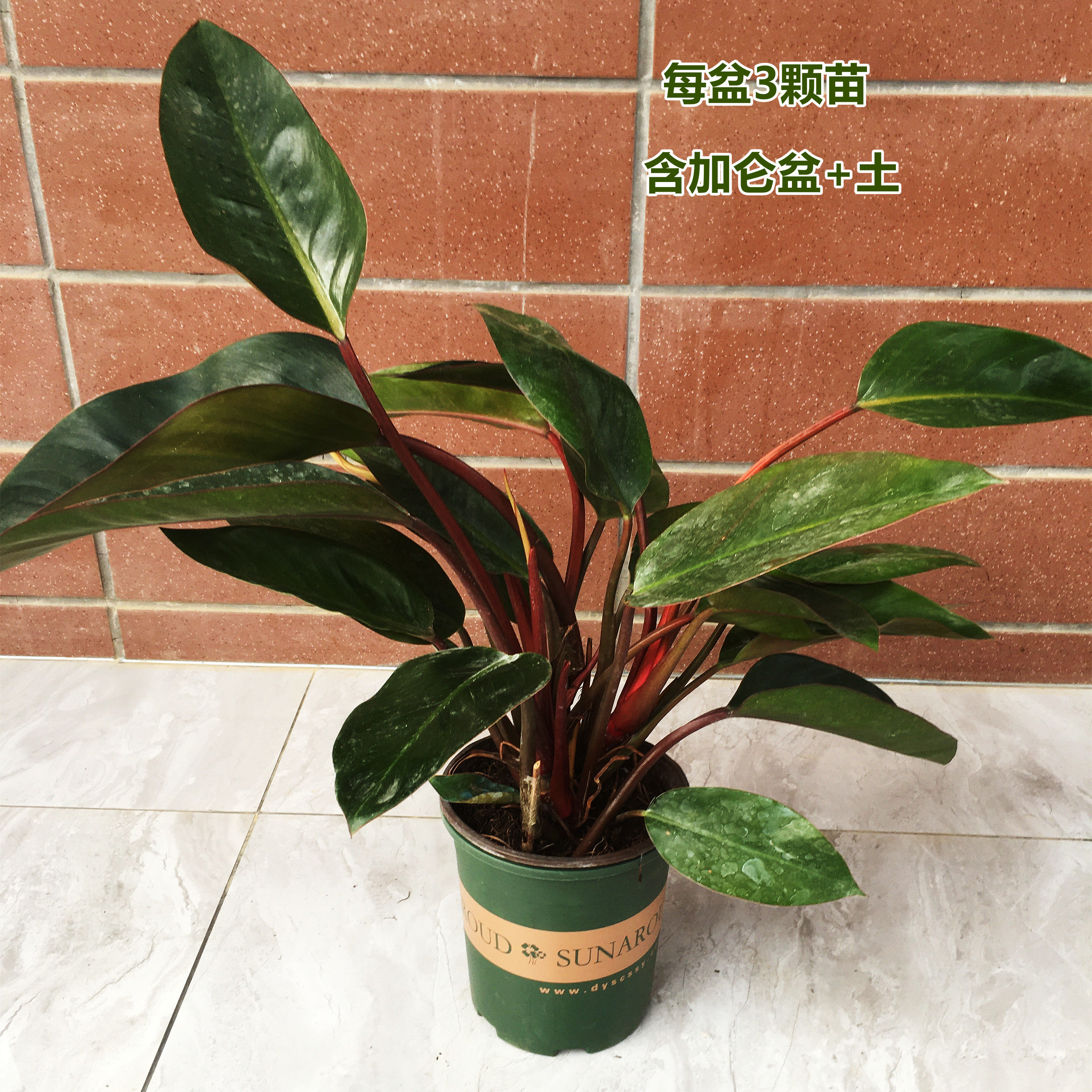 花卉红钻金钻大叶盆栽绿植落地居家大型四季绿植