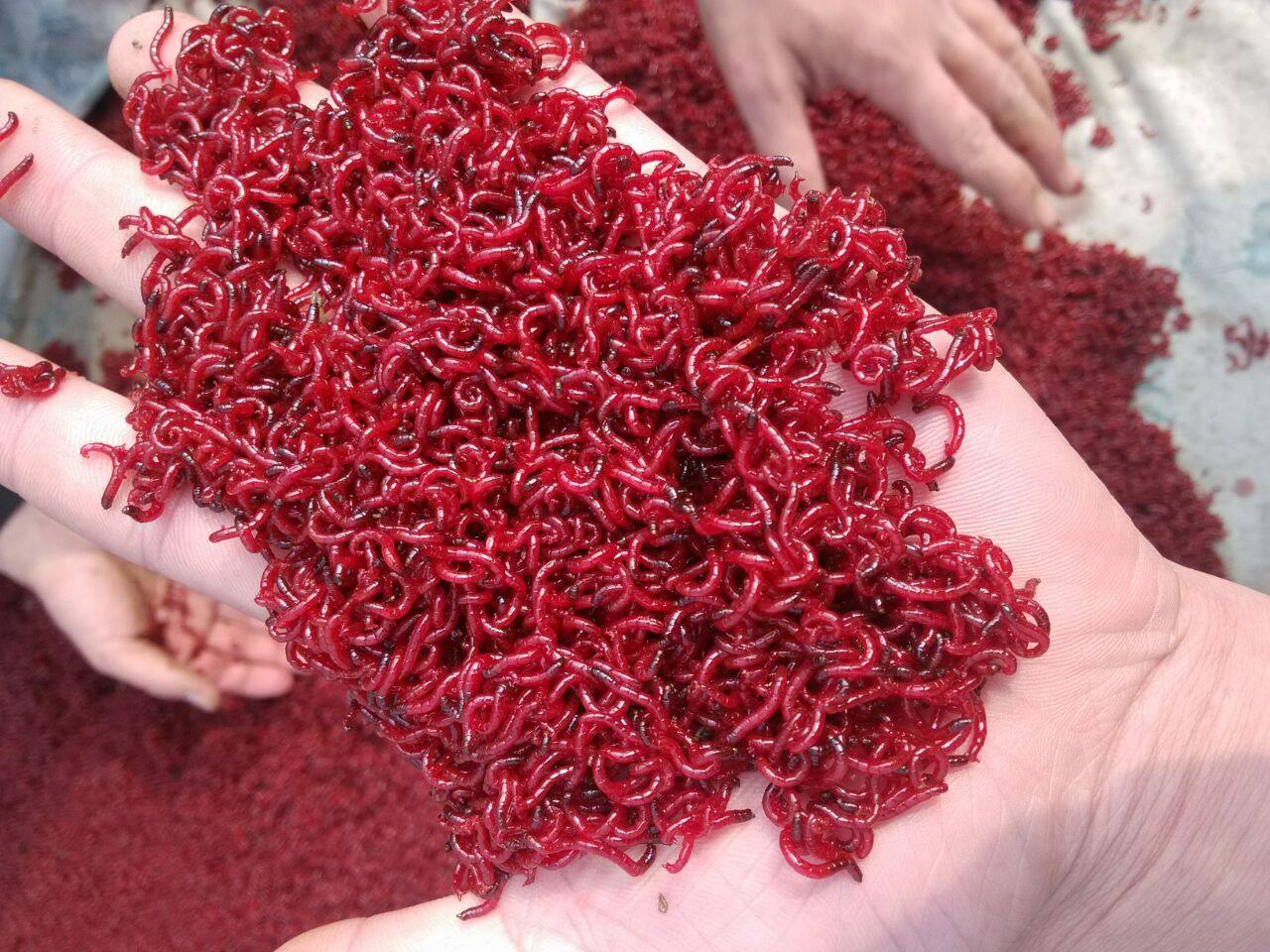 红虫活饵特大号黑头红虫鲜活全国包邮包活拉饵红虫鲫鱼专用爆护