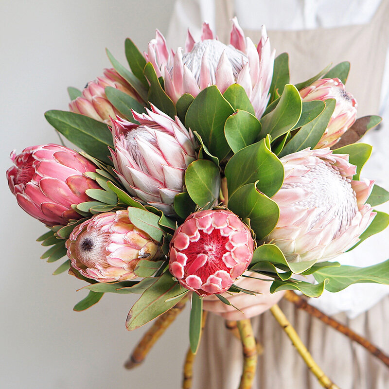 花港码头家用南非进口公主帝王花水养花可做鲜花速递同城