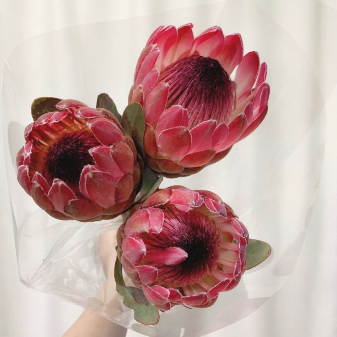 花港码头家用南非进口公主帝王花水养花可做鲜花速递同城