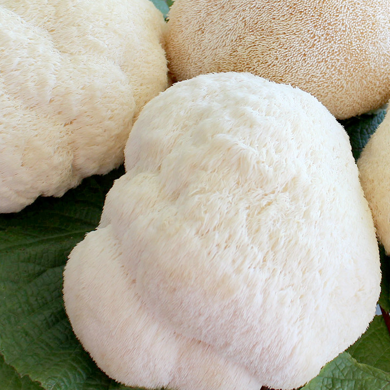 东北野生鲜猴头菇养胃新鲜猴头菌500g猴头姑猴菇特级现摘顺丰包邮