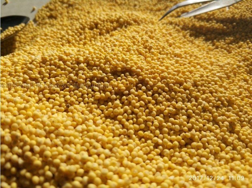 山西太行山区黑色黍大黄米黏黄米黄糯米粽子米黍米粘米凉糕米