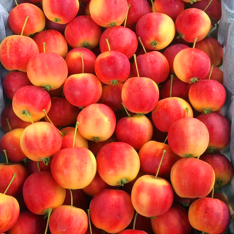 东北丰果龙丰果酸甜孕妇鸡心沙果水果棠果整箱海苹果