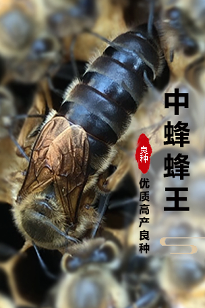 蜂王种王中蜂高产麻王活体新产王良种良种阿坝养蜂巢础