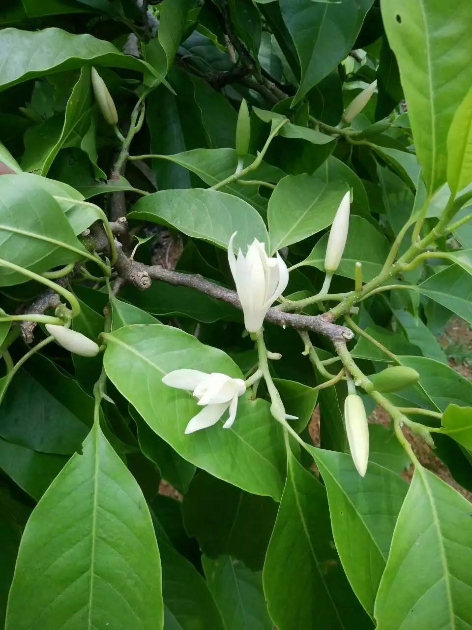 白玉兰鲜花当天采摘半真空包装浓香型白玉兰花叶子制作纯露原材料