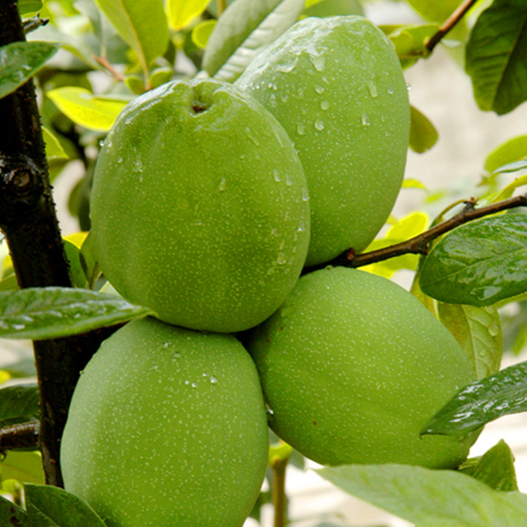 临沧酸木瓜2斤新鲜酸木瓜酸辣水果云南特产装送蘸水包邮