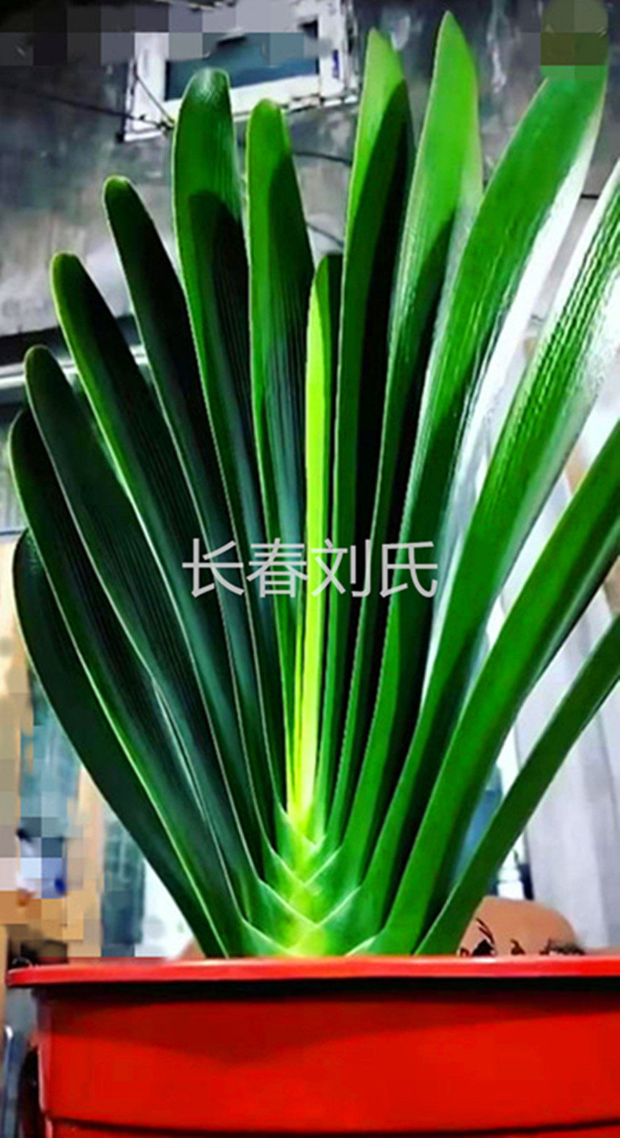 长春君子兰精品品立插座钢板利剑战神水晶腊膜绿植