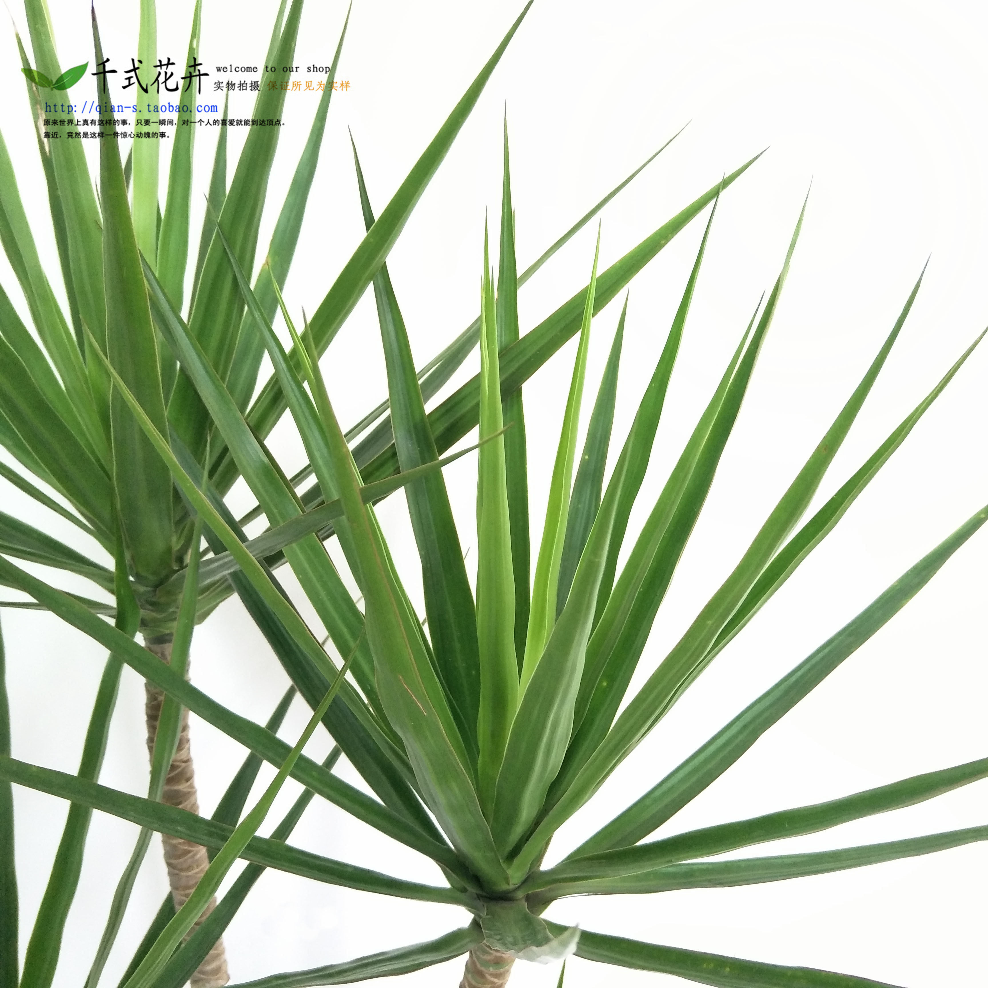 千式花卉七彩五彩大型铁树绿植三色龙血千年绿植