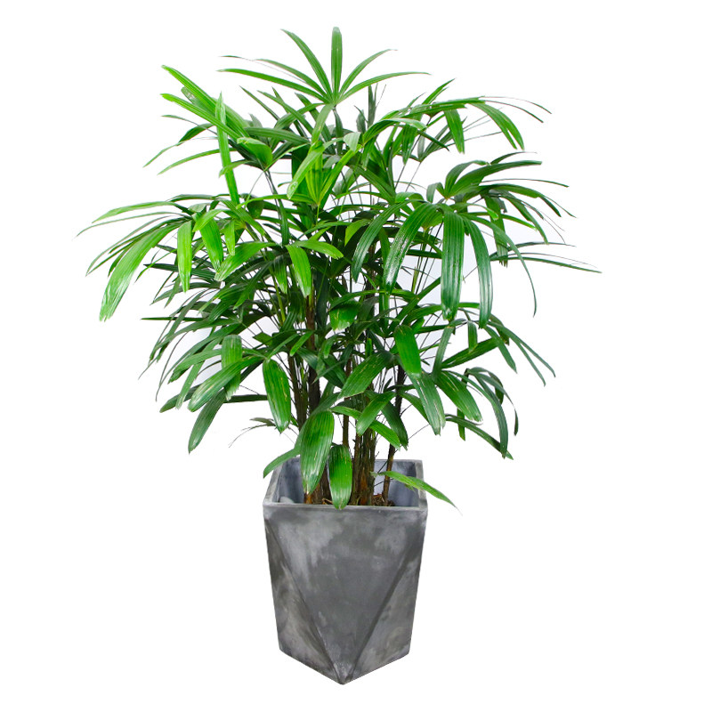大中型棕竹盆栽大叶金山植物禅意绿植棕榈竹庭大型绿植