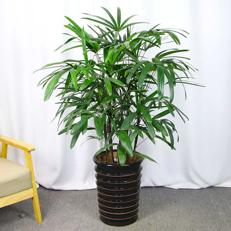 大中型棕竹盆栽大叶金山植物禅意绿植棕榈竹庭大型绿植
