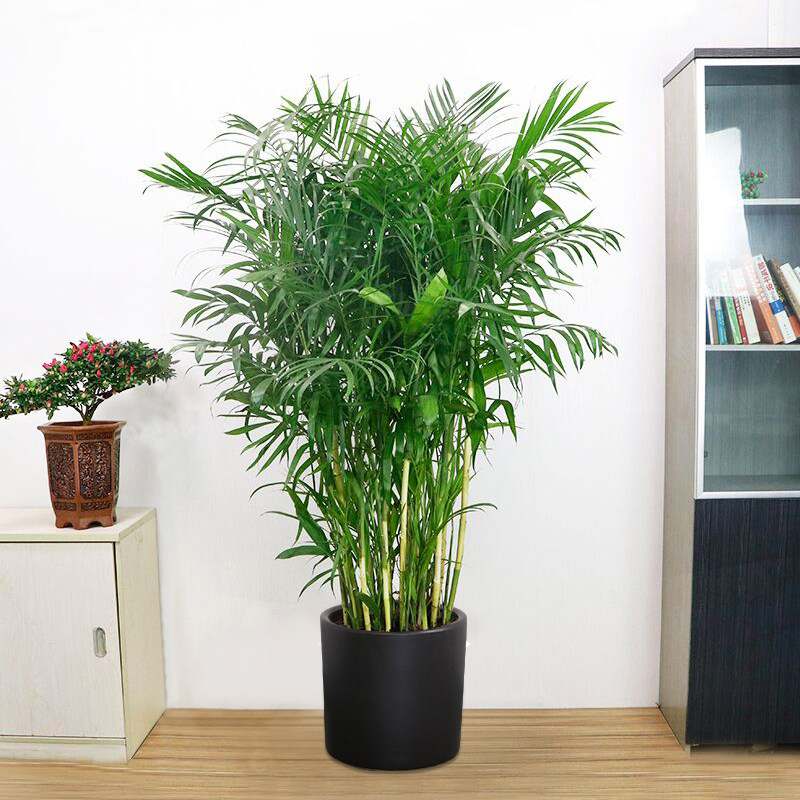 盆栽雅绿园富贵椰子夏威夷植物观叶盆栽甲醛室内客厅绿植